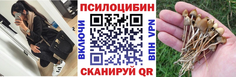 закладки Межгорье Псилоцибиновые грибы Cubensis